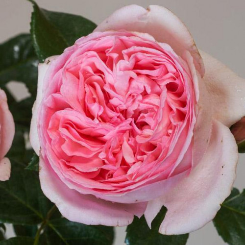 Роза чайно-гибридная Вояж (Voyage) Роза чайно-гибридная Вояж (Voyage)