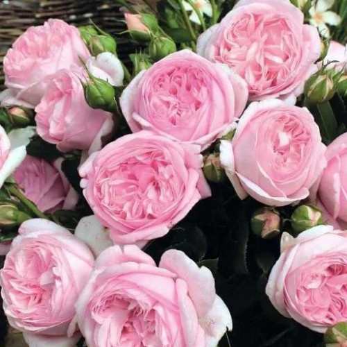 Роза чайно-гибридная Вояж (Voyage) Роза чайно-гибридная Вояж (Voyage)