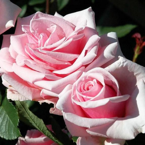 Роза чайно-гибридная Отель Савой (Savoy Hotel) Роза чайно-гибридная Отель Савой (Savoy Hotel)