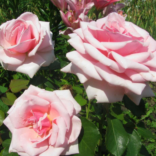 Роза чайно-гибридная Отель Савой (Savoy Hotel) Роза чайно-гибридная Отель Савой (Savoy Hotel)