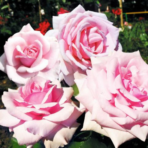 Роза чайно-гибридная Отель Савой (Savoy Hotel) Роза чайно-гибридная Отель Савой (Savoy Hotel)