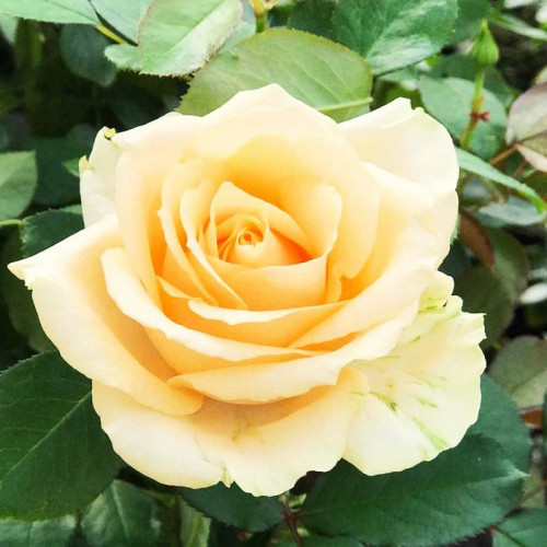 Роза чайно-гибридная Пич Аваланш (Avalanche Peach) Роза чайно-гибридная Пич Аваланш (Avalanche Peach)