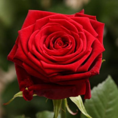 Роза чайно-гибридная Ред Наоми (Red Naomi) Роза чайно-гибридная Ред Наоми (Red Naomi)