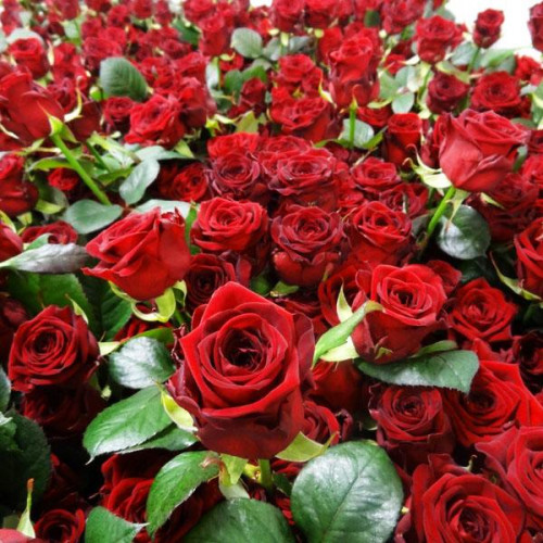 Роза чайно-гибридная Ред Наоми (Red Naomi) Роза чайно-гибридная Ред Наоми (Red Naomi)