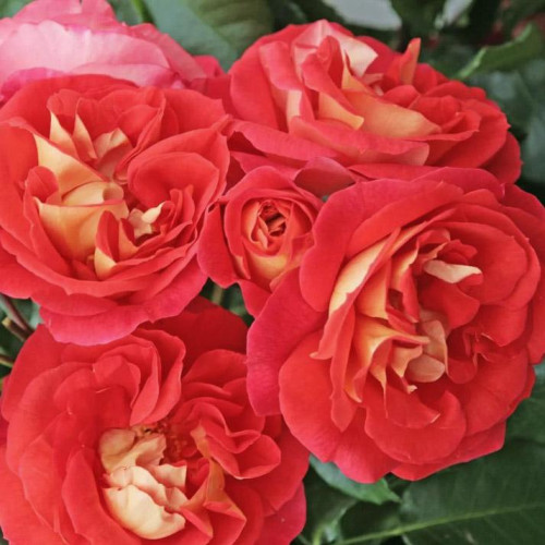 Роза флорибунда Гебрюдер Гримм (Gebruder Grimm) Роза флорибунда Гебрюдер Гримм (Gebruder Grimm)