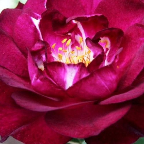 Роза флорибунда Роял Селебрейшн (Royal Celebration) Роза флорибунда Роял Селебрейшн (Royal Celebration)