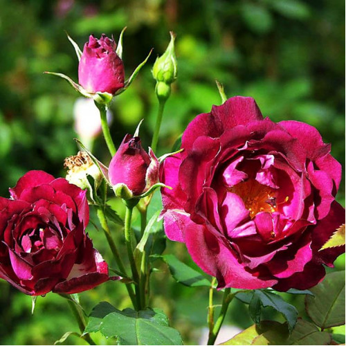 Роза флорибунда Роял Селебрейшн (Royal Celebration) Роза флорибунда Роял Селебрейшн (Royal Celebration)