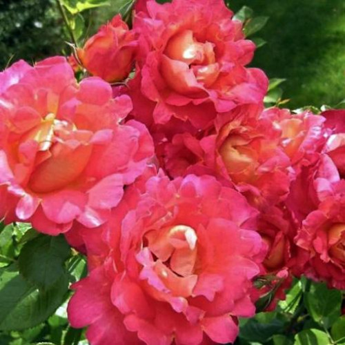 Роза плетистая Арлекин (Harlekin) Роза плетистая Арлекин (Harlekin)