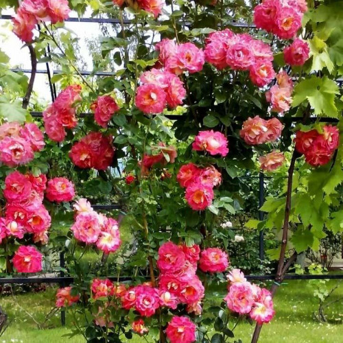 Роза плетистая Арлекин (Harlekin) Роза плетистая Арлекин (Harlekin)