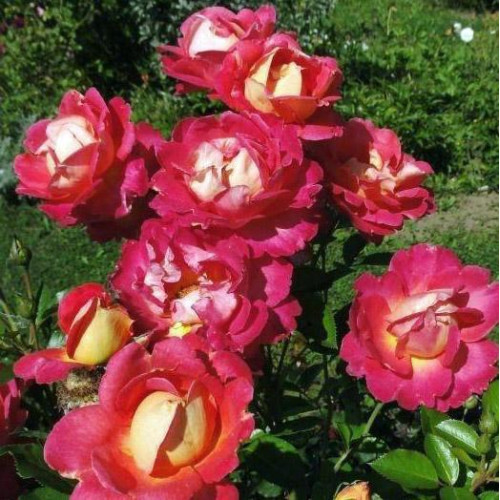 Роза плетистая Арлекин (Harlekin) Роза плетистая Арлекин (Harlekin)