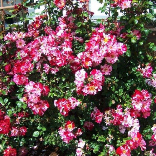 Роза плетистая Форт оф Джули (Fourth of July) Роза плетистая Форт оф Джули (Fourth of July)