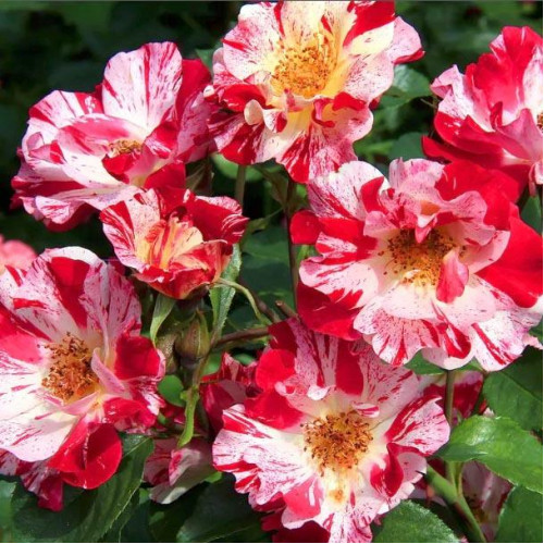 Роза плетистая Форт оф Джули (Fourth of July) Роза плетистая Форт оф Джули (Fourth of July)