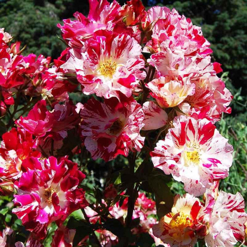 Роза плетистая Форт оф Джули (Fourth of July) Роза плетистая Форт оф Джули (Fourth of July)