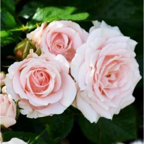 Роза патио и спрей Милки Вей (Milky Way) Роза патио и спрей Милки Вей (Milky Way)