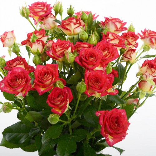 Роза патио и спрей Рубиэлла (Rubyella) Роза патио и спрей Рубиэлла (Rubyella)