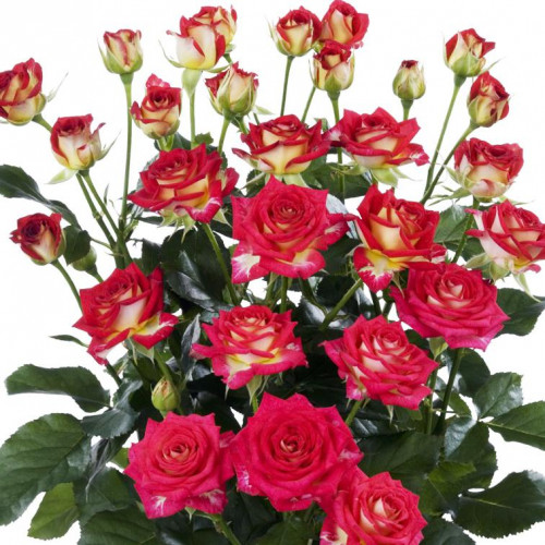 Роза патио и спрей Рубиэлла (Rubyella) Роза патио и спрей Рубиэлла (Rubyella)