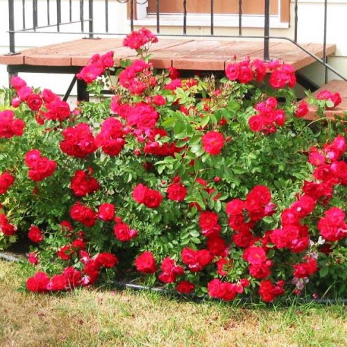 Роза шраб Аделаида Худлесс (Adelaide Hoodless) Роза шраб Аделаида Худлесс (Adelaide Hoodless)