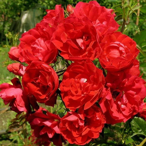 Роза шраб Аделаида Худлесс (Adelaide Hoodless) Роза шраб Аделаида Худлесс (Adelaide Hoodless)