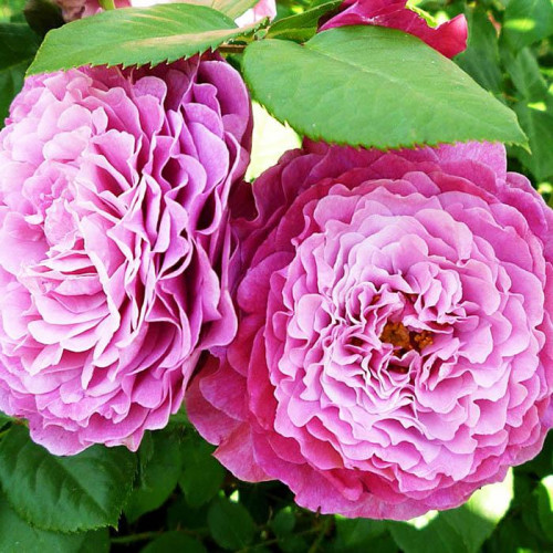 Роза шраб Вентило (Ventilo) Роза шраб Вентило (Ventilo)