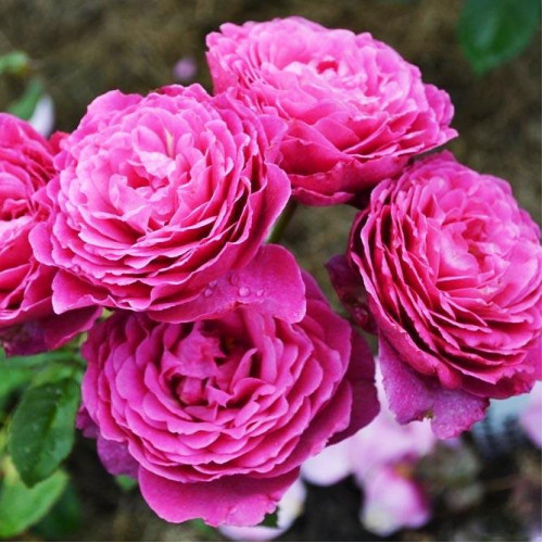 Роза шраб Вентило (Ventilo) Роза шраб Вентило (Ventilo)