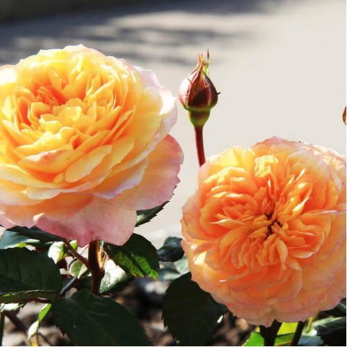 Роза шраб Жорж Данжан (Georges Denjean) Роза шраб Жорж Данжан (Georges Denjean)