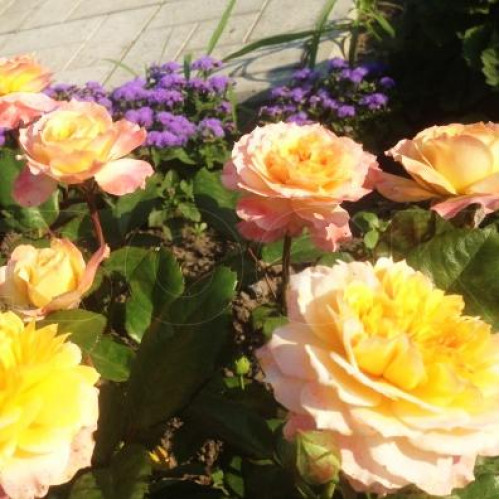 Роза шраб Жорж Данжан (Georges Denjean) Роза шраб Жорж Данжан (Georges Denjean)