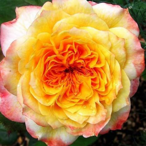 Роза шраб Жорж Данжан (Georges Denjean) Роза шраб Жорж Данжан (Georges Denjean)