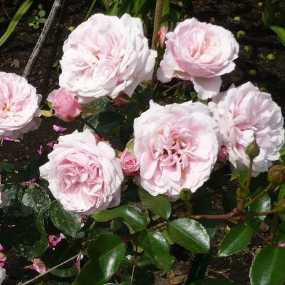 Насыщенный цвет розы Октавия Хилл