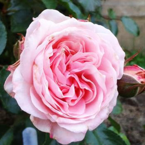 Роза шраб Октавиа Хилл (Octavia Hill) Роза шраб Октавиа Хилл (Octavia Hill)