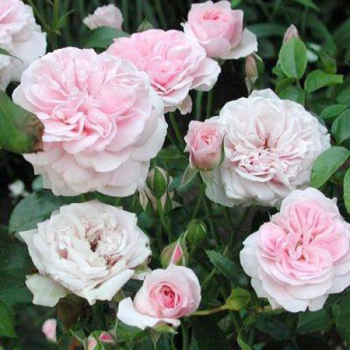 Роза шраб Октавиа Хилл (Octavia Hill) Роза шраб Октавиа Хилл (Octavia Hill)