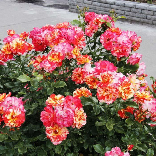 Роза шраб Саммер Лодж (Summer Lodge) Роза шраб Саммер Лодж (Summer Lodge)