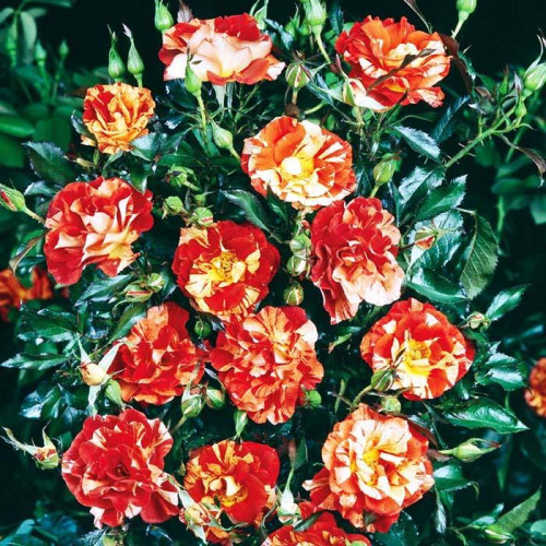 Роза шраб Саммер Лодж (Summer Lodge) Роза шраб Саммер Лодж (Summer Lodge)