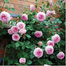 Роза английская кустовая Джеймс Гэлвей (James Galway)