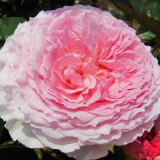 Роза английская кустовая Джеймс Гэлвей (James Galway)