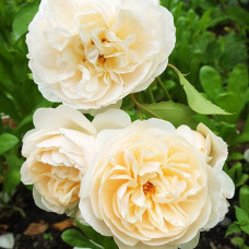 Роза английская кустовая Личфилд Энджел (Lichfield Angel)