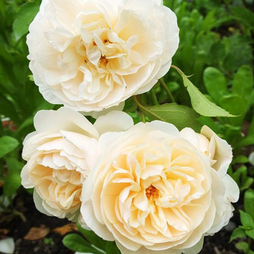 Роза английская кустовая Личфилд Энджел (Lichfield Angel) Роза английская кустовая Личфилд Энджел (Lichfield Angel)