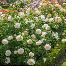 Роза английская кустовая Личфилд Энджел (Lichfield Angel)