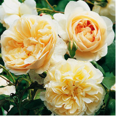 Роза английская кустовая Личфилд Энджел (Lichfield Angel)