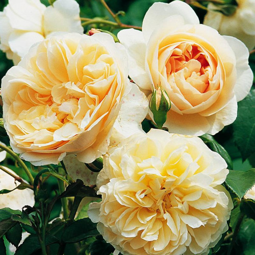 Роза английская кустовая Личфилд Энджел (Lichfield Angel) Роза английская кустовая Личфилд Энджел (Lichfield Angel)