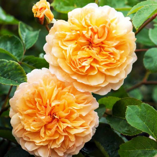 Роза английская кустовая Порт Санлайт (Port Sunlight) Роза английская кустовая Порт Санлайт (Port Sunlight)