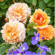 Роза английская кустовая Порт Санлайт (Port Sunlight)