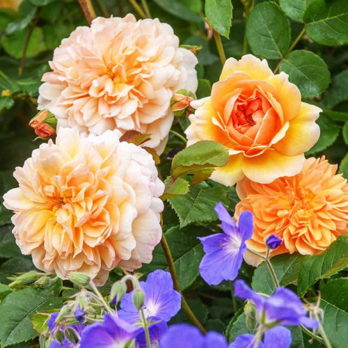 Роза английская кустовая Порт Санлайт (Port Sunlight) Роза английская кустовая Порт Санлайт (Port Sunlight)