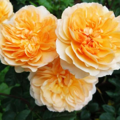 Роза английская кустовая Порт Санлайт (Port Sunlight) Роза английская кустовая Порт Санлайт (Port Sunlight)