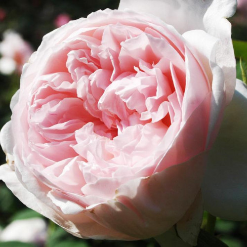 Роза английская кустовая Сент Сесилия (St Cecilia) Роза английская кустовая Сент Сесилия (St Cecilia)