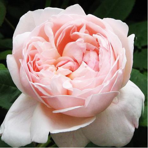 Роза английская кустовая Сент Сесилия (St Cecilia) Роза английская кустовая Сент Сесилия (St Cecilia)