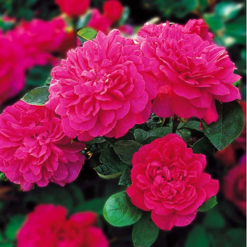 Роза английская кустовая Софи Роуз (Sophy’s Rose) Роза английская кустовая Софи Роуз (Sophy’s Rose)