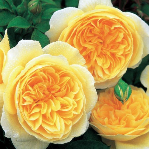 Роза английская кустовая Тизинг Джорджия (Teasing Georgia) Роза английская кустовая Тизинг Джорджия (Teasing Georgia)