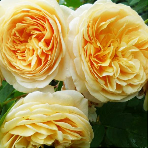 Роза английская кустовая Тизинг Джорджия (Teasing Georgia) Роза английская кустовая Тизинг Джорджия (Teasing Georgia)