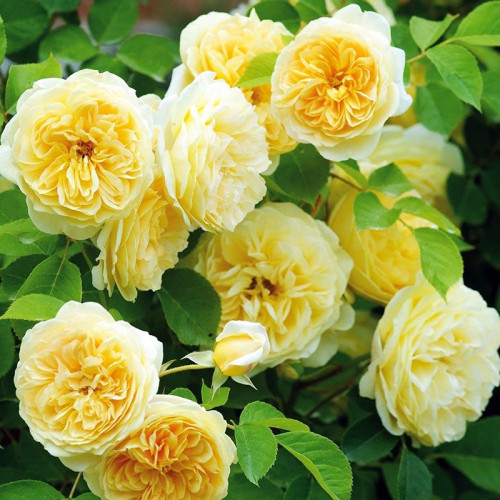 Роза английская кустовая Тизинг Джорджия (Teasing Georgia) Роза английская кустовая Тизинг Джорджия (Teasing Georgia)