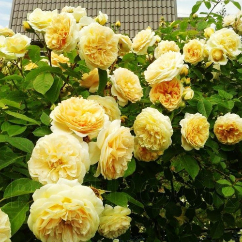 Роза английская кустовая Тизинг Джорджия (Teasing Georgia) Роза английская кустовая Тизинг Джорджия (Teasing Georgia)